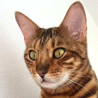 OTIS - männlich 4 Jahre Bengal Gechipt Kastriert