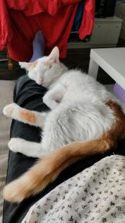 Kater sucht zu Hause kostenlose Übergabe