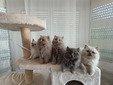 Britische-Langhaar Kitten, 4 Männchen, 1 Weibchen
