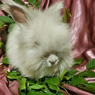 Englisch Angora Häsin in der Farbe Chinchilla Siam Kaninchen geim