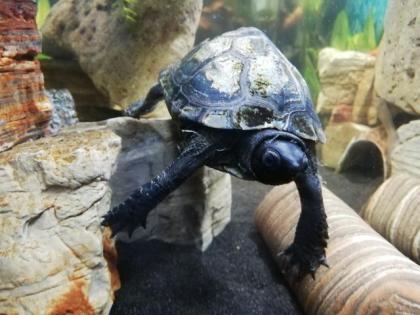 Wasserschildkröte Dreikielschildkröte 5 Jahre alt