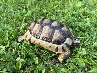 Schildkröten 2 Breitbandschildis abzugeben