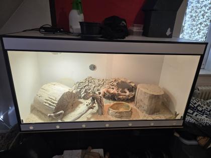 Stachelschwanz Waran Männlich Yellow Ackie mit Terrarium