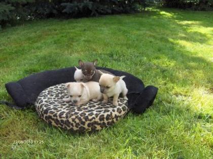 Chihuahua Welpen/Chiwawa