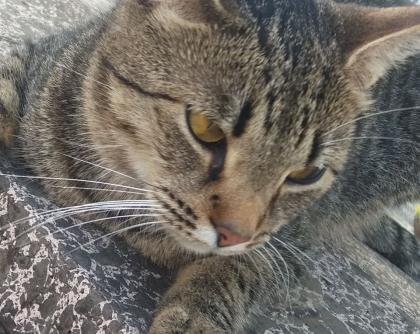 Kater verschwunden