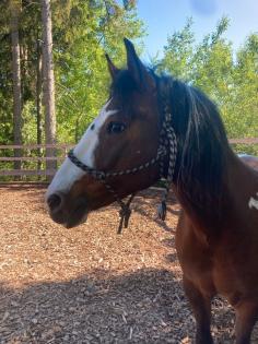 Reitbeteiligung gesucht