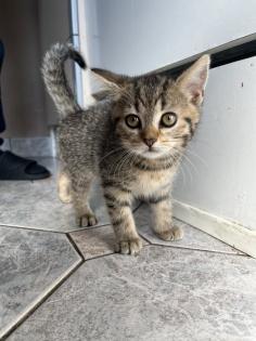 British Shorthair Bengal Mix