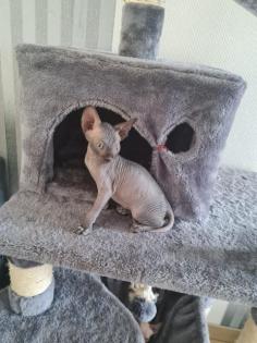Süße Sphynx Kitten zu verkaufen