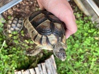 Schildkröten 2 Breitbandschildis abzugeben
