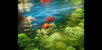 Korallen Platy Männchen