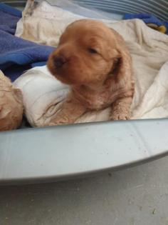 Labradoodle Welpen F2b