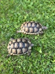 Schildkröten 2 Breitbandschildis abzugeben