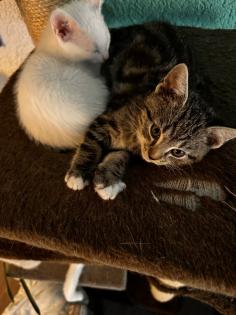 6 kleine Kitten weiß und getigert suchen ein liebevolles zu Hause
