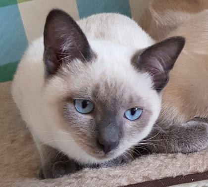 Siam / Thai Kitten Blue Point, Babys, Kätzchen. 1 Junge. Abgabebereit.