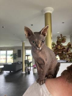 Sphinx Dame super lieb