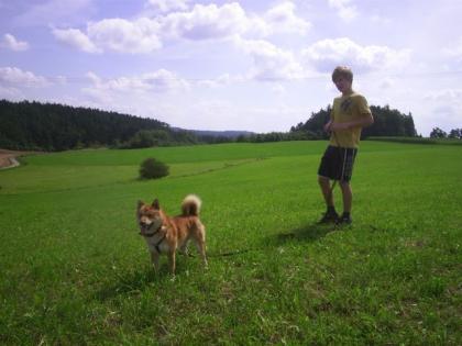 Shiba Inu Welpen