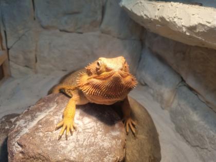 2 männliche Bartagame Pogona vitticeps suchen ein neues Zuhause, Einzelabgabe möglich