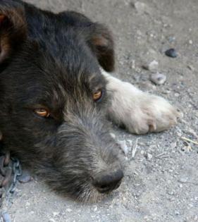 Pfötchenhilfe Rhodos sucht für Griffon-Mix Rayka ein neues Zuhause Pfötchen