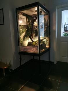 Terrarium komplett Showvitrine Kornnatter