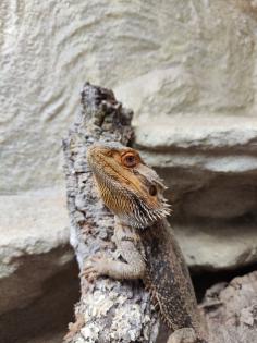Bartagame m mit großem Terrarium, Quarantäneterrarium inkl. Beleuchtung und viel Zubehör
