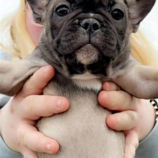 Französische bulldogge welpen