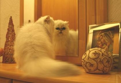 Perserkatze
