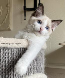 Ragdoll Kitten mit Stammbaum -Abgabebereit -