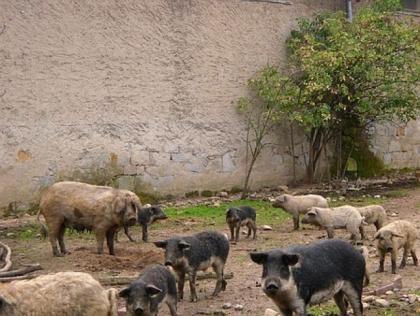 Mangalitza Wollschwein Ferkel Läufer