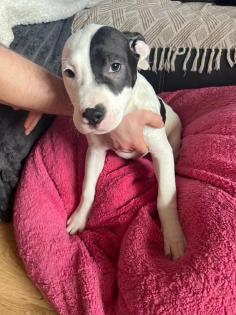 American Stafford x American Bulldog