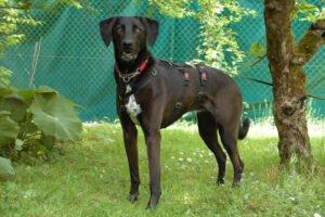 MISTY - weiblich 5 Jahre 56 cm 25 kg Mix Gechipt Kastriert