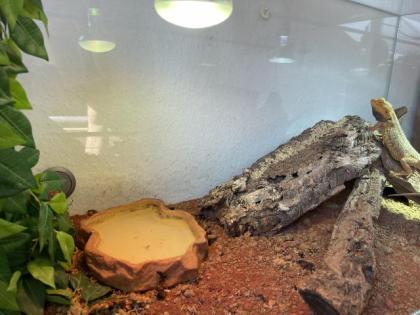 Bartagame mit Terrarium