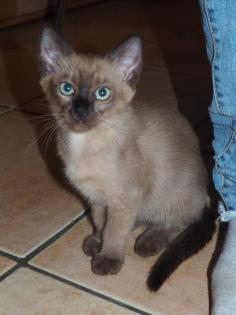 Siam - Thai - Burma - Tonkanesen - Kitten