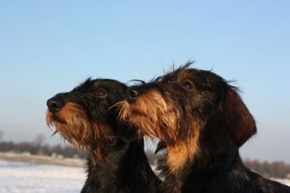Wunderschöne Fotos von Ihrem Liebling / Hundefotografie / Fotografie