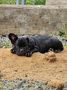 Französische Bulldoggen