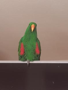 Neuguinea Edelpapagei