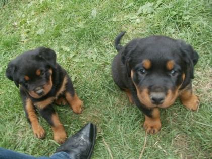 Rottweilerwelpen zu verkaufen