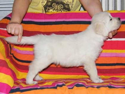 Golden Retriever Welpen