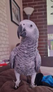Graupapagei Kongo weiblich 2Jahre