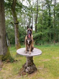 Rocky Malinois