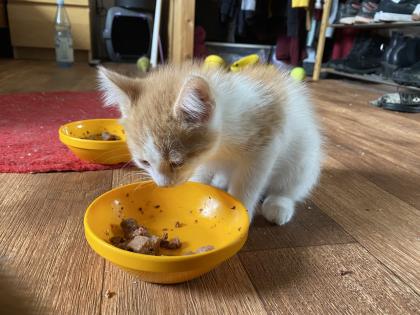 Rote Kater Glückskatze - stubenreine, menschenbezogene Katzenbabys