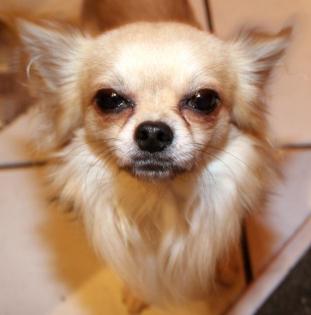 Chihuahua weibchen zum Decken gesucht