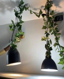 Madagaskar Taggecko mit Terrarium, Einrichtung und Lampen abzugeben