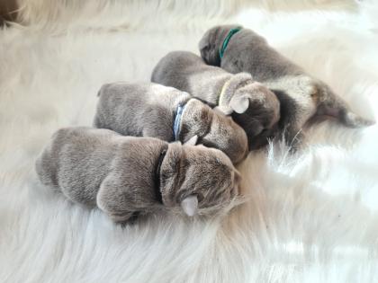 Französische Bulldoggen Welpen lilac solid, lilac tan, blue and tan