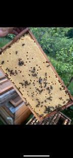 Bienenkönigin Carnica, Bienenvolk, Honig, Bienenableger