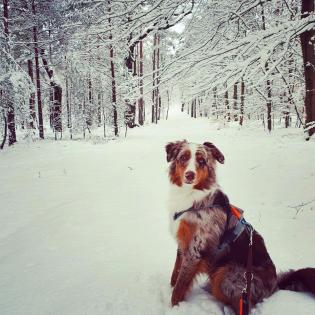 4 jähriger Australian Shepherd