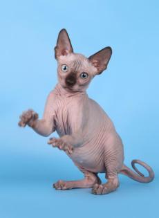 Reinrassige Kanadische Sphynx Kätzchen Stammbaum