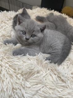 BKH Kitten