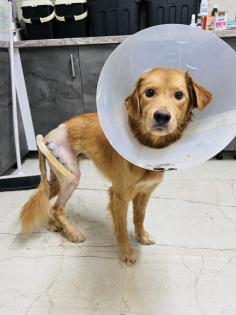 Barnaby ist ein wirklich toller, liebevoller und verträglicher Hund
