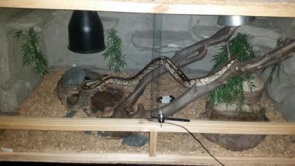 Mojave Yellowbelly von 16 1. 0