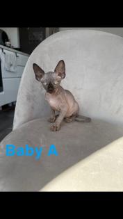 Kanadische Sphynx Kitten